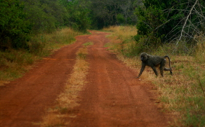 east africa, picture 11: akagera. click on the image to go to the next picture